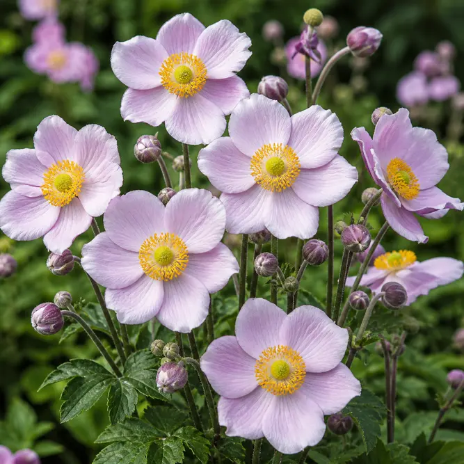 Anemone × hybrida ‘Robustissima (Pot Size 14cm)  Japanese Anemone