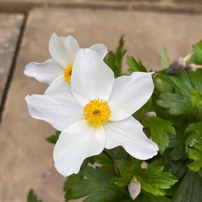 Anemone 'Wild Swan' (Pot Size 3L) Wildflower - image 1