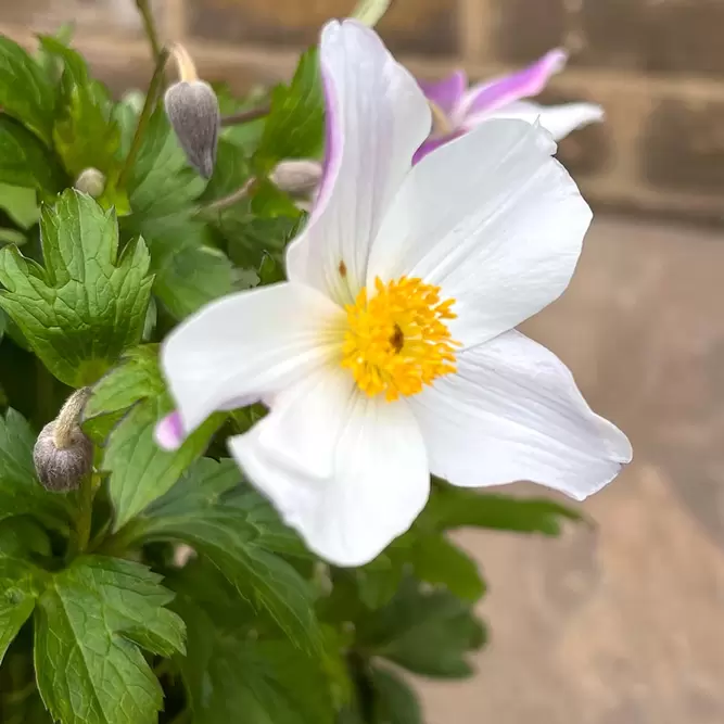 Anemone 'Wild Swan' (Pot Size 3L) Wildflower - image 3