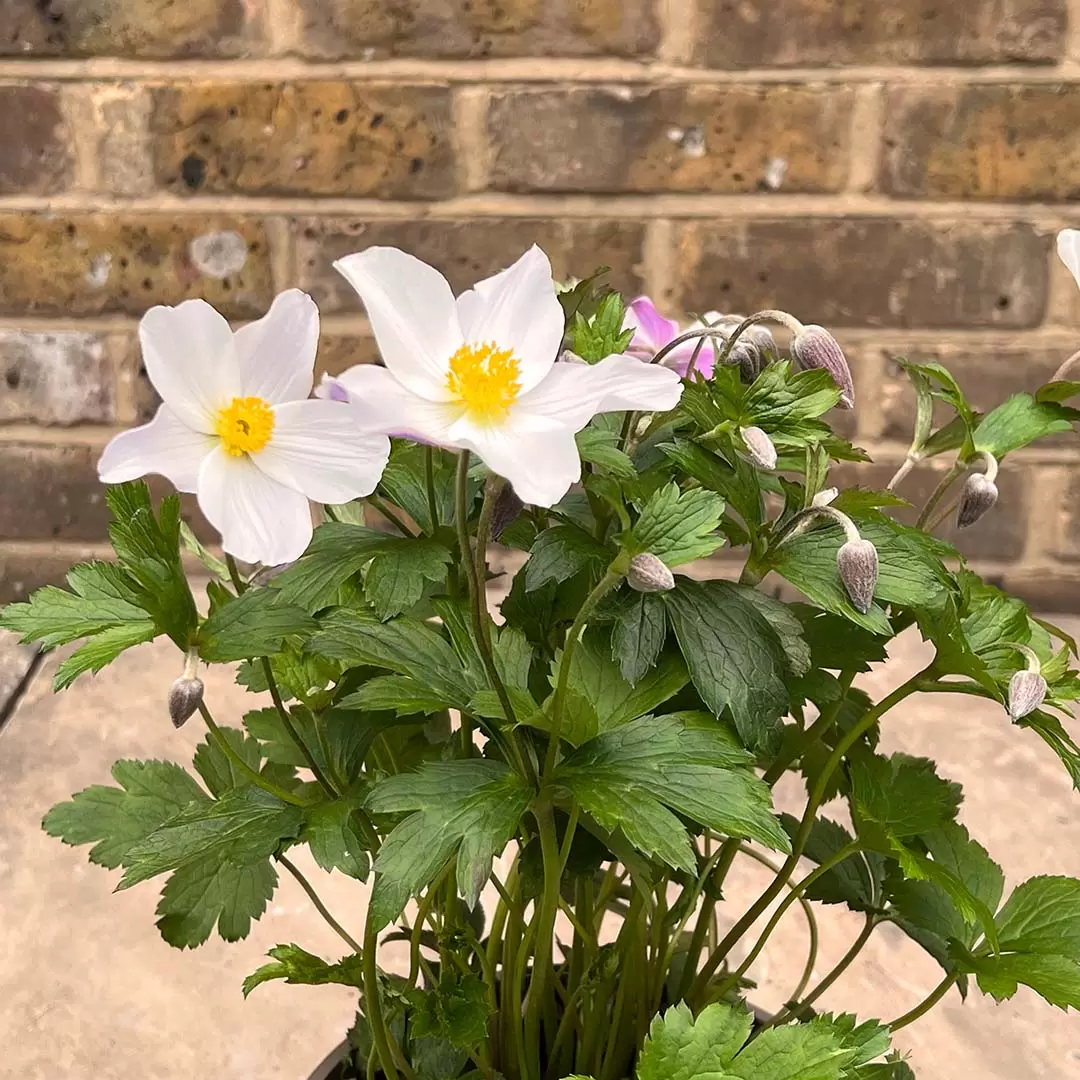 Anemone 'Wild Swan' (Pot Size 3L) Wildflower - The Boma Garden Centre