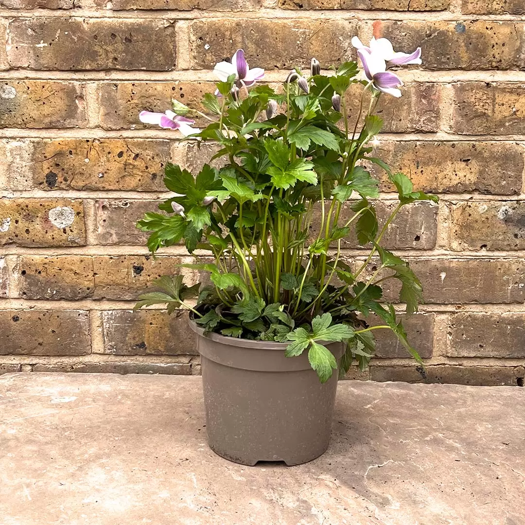 Anemone 'Wild Swan' (Pot Size 3L) Wildflower - The Boma Garden Centre