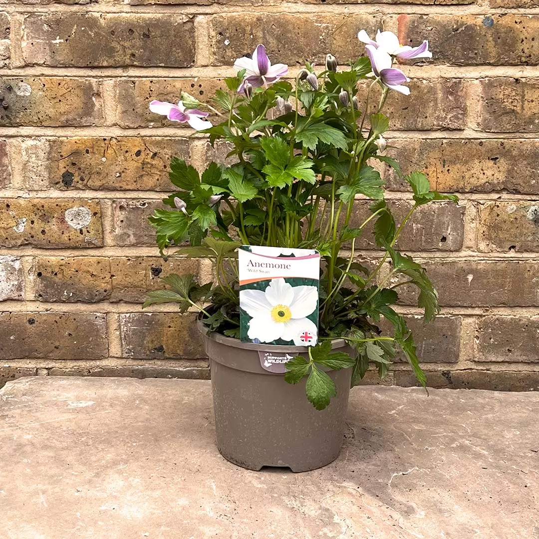 Anemone 'Wild Swan' (Pot Size 3L) Wildflower - The Boma Garden Centre