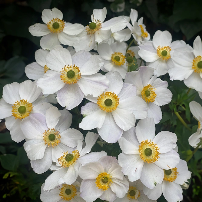 Anemone x hybrida 'Dainty Swan' (3L) Windflower - image 1