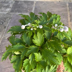 Anemone x hybrida 'Dainty Swan' (3L) Windflower - image 3