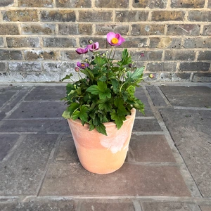 Anemone x hybrida 'Serenade' (Pot Size 17cm) Japanese Anemone - image 2