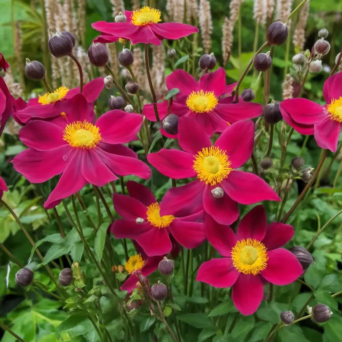 Anemone x hyrbrida 'Fantasy Ariel' (3L) Japanese Anemone