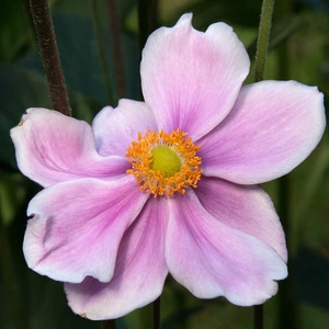 Anemone x hyrbrida 'Fantasy Belle' (3L) Japanese Anemone - image 2