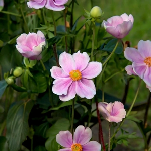 Anemone x hyrbrida 'Fantasy Belle' (3L) Japanese Anemone - image 1