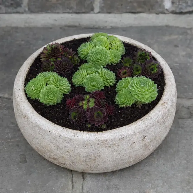 Annalise Antico Bowl (D33x12cm) Outdoor Plant Pot - image 3