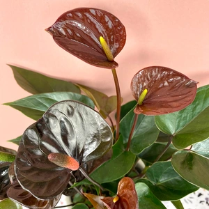 Anthurium andraeanum 'Karma Black' (Pot Size 12cm) Black Flamingo Flower - image 2