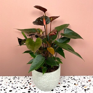 Anthurium andraeanum 'Karma Black' (Pot Size 12cm) Black Flamingo Flower - image 1