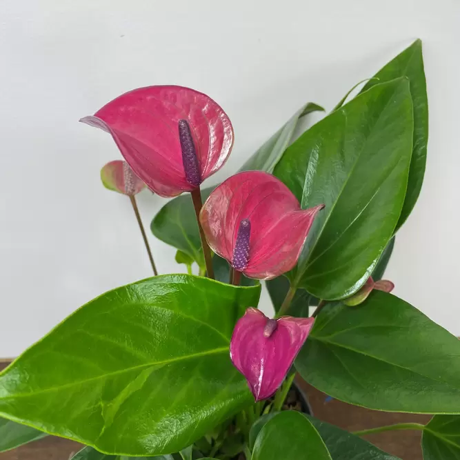 Anthurium andraeanum 'Karma Purple' (Pot Size 12cm) Purple Flamingo Flower - image 2