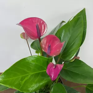 Anthurium andraeanum 'Karma Purple' (Pot Size 12cm) Purple Flamingo Flower - image 2