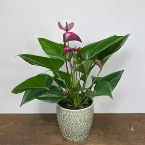 Anthurium andraeanum 'Karma Purple' (Pot Size 12cm) Purple Flamingo Flower - image 1