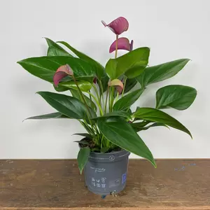 Anthurium andraeanum 'Karma Purple' (Pot Size 12cm) Purple Flamingo Flower - image 3