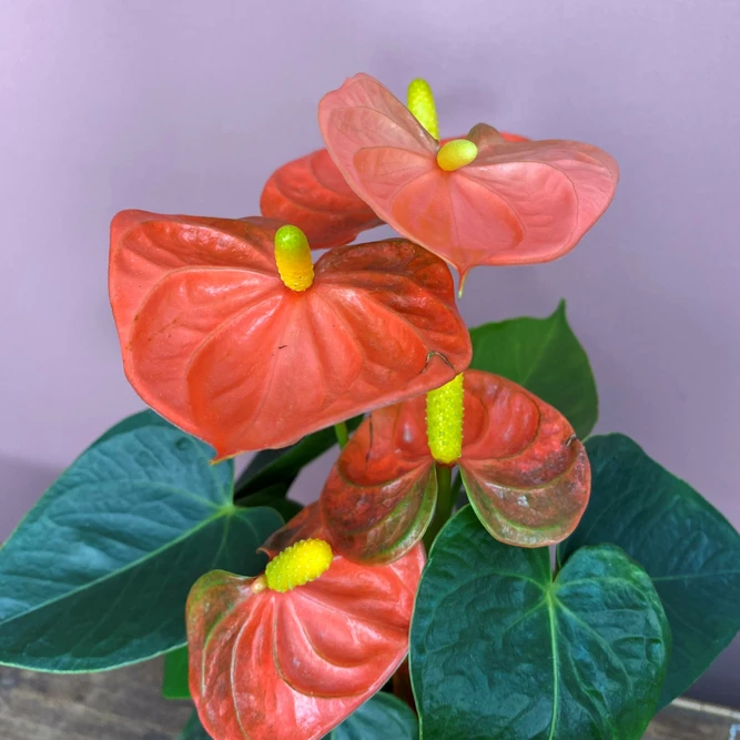 Anthurium andraeanum 'Orange Champion' (Pot Size 12cm) Flamingo flower