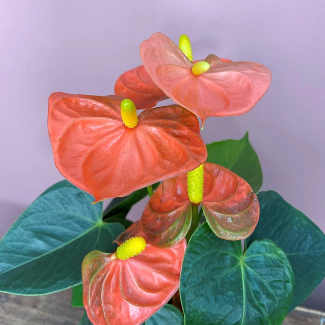 Anthurium andraeanum 'Orange Champion' (Pot Size 7cm) Flamingo Flower - image 2