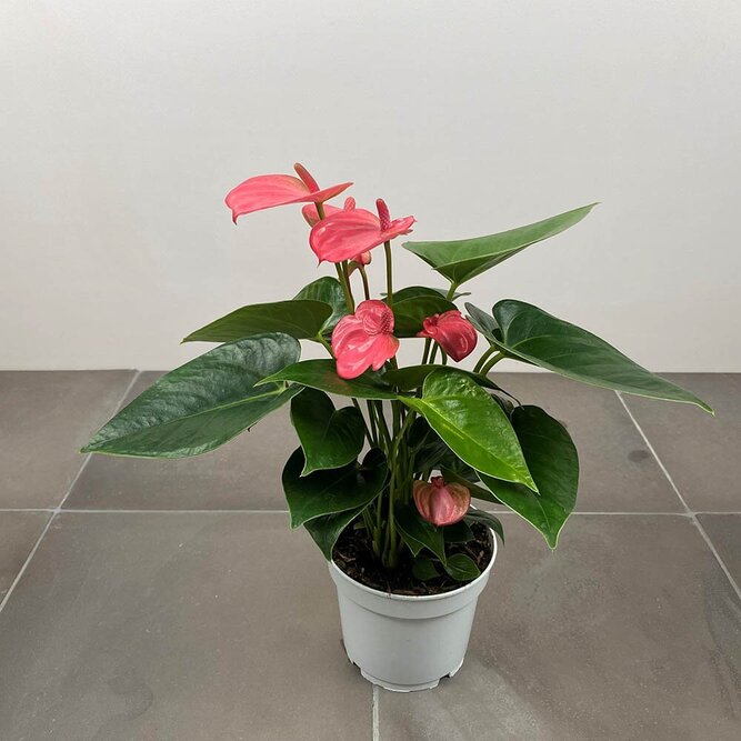 Anthurium andraeanum 'Pink Champion' (Pot Size 14cm)  Flamingo Flower - image 1