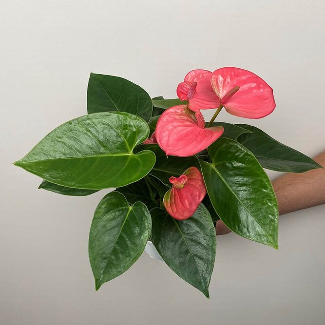 Anthurium andraeanum 'Pink Champion' (Pot Size 14cm)  Flamingo Flower - image 2