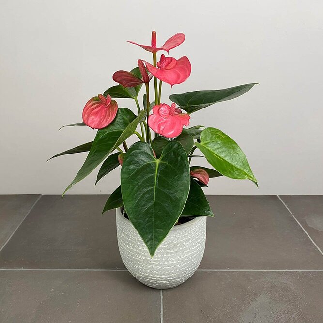 Anthurium andraeanum 'Pink Champion' (Pot Size 12cm)  Flamingo Flower - image 2