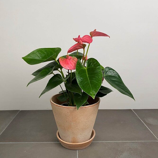 Anthurium andraeanum 'Pink Champion' (Pot Size 12cm)  Flamingo Flower - image 4