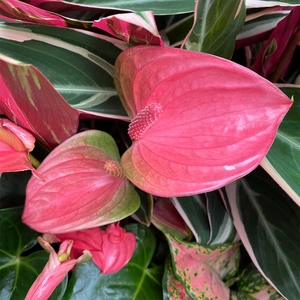 Anthurium andraeanum 'Pink Champion' (Pot Size 14cm)  Flamingo Flower - image 5