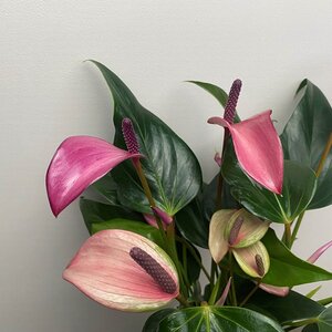 Anthurium andraeanum 'Royal Zizou' (Pot Size 12cm)  Flamingo flower - image 2