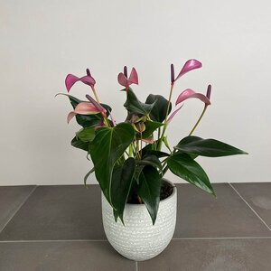Anthurium andraeanum 'Royal Zizou' (Pot Size 12cm)  Flamingo flower - image 4