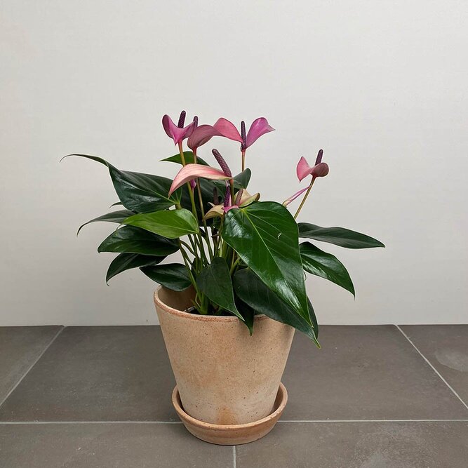 Anthurium andraeanum 'Royal Zizou' (Pot Size 12cm)  Flamingo flower - image 1