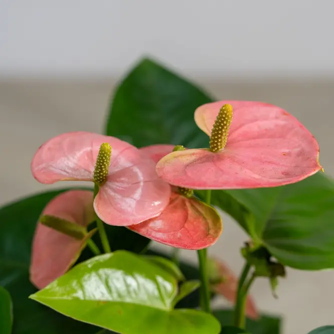 Anthurium andraeanum 'Spirit Champion' (Pot Size 12cm) Flamingo Flower (alt) - image 1