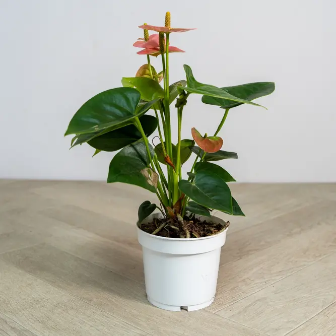 Anthurium andraeanum 'Spirit Champion' (Pot Size 12cm) Flamingo Flower (alt) - image 2