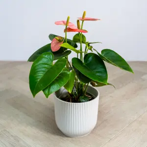 Anthurium andraeanum 'Spirit Champion' (Pot Size 12cm) Flamingo Flower (alt) - image 3
