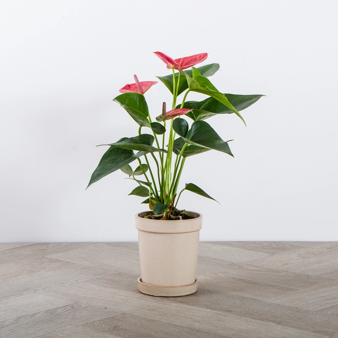 Anthurium andraeanum 'Sweet Dream' (Pot Size 12cm) Flamingo Flower - image 2
