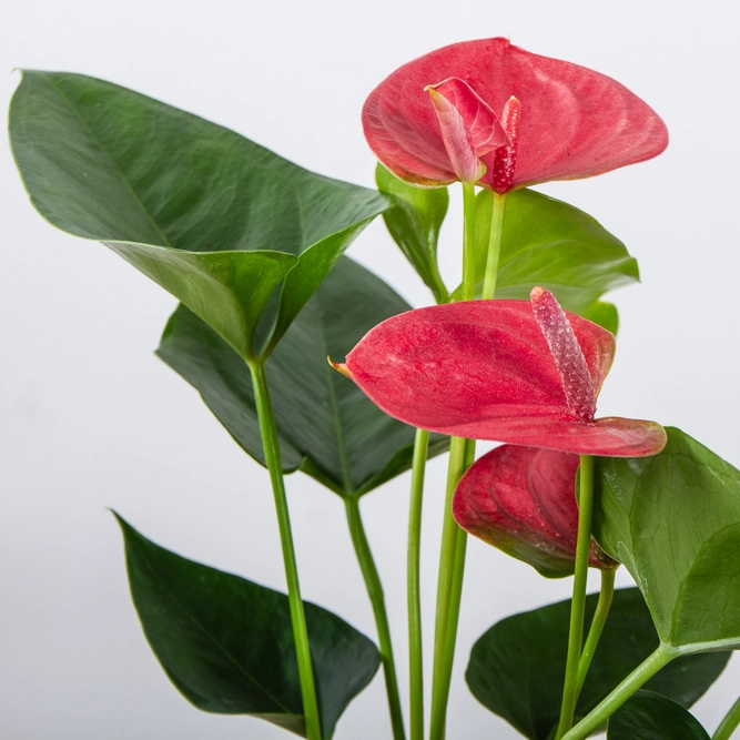 Anthurium andraeanum 'Sweet Dream' (Pot Size 9cm) Flamingo Flower - image 1