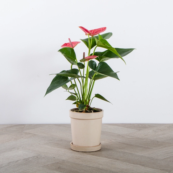 Anthurium andraeanum 'Sweet Dream' (Pot Size 9cm) Flamingo Flower - image 2