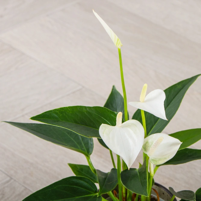 Anthurium andraeanum 'White Champion' (Pot Size 7cm) Flamingo Flower - image 2