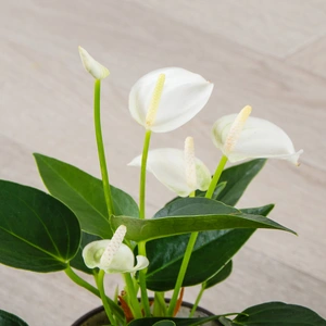 Anthurium andraeanum 'White Champion' (Pot Size 7cm) Flamingo Flower - image 3