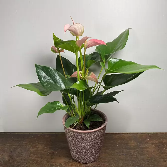 Anthurium andreanum 'Joli Peach' (Pot Size 9cm) Flamingo Flower - image 2