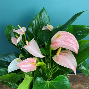 Anthurium andreanum 'Joli Peach' (Pot Size 9cm) Flamingo Flower - image 4