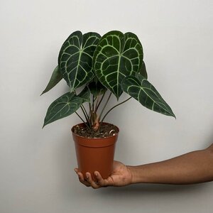 Anthurium clarinervium (Pot Size 15cm)  White veined clarinervium - image 4