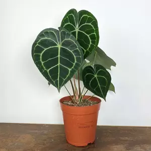 Anthurium clarinervium (Pot Size 15cm)  White veined clarinervium - image 2