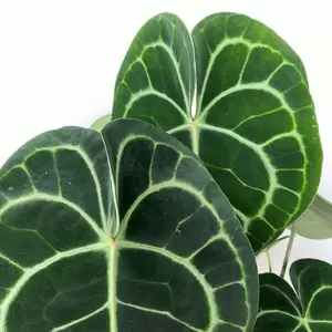 Anthurium clarinervium (Pot Size 15cm)  White veined clarinervium - image 3