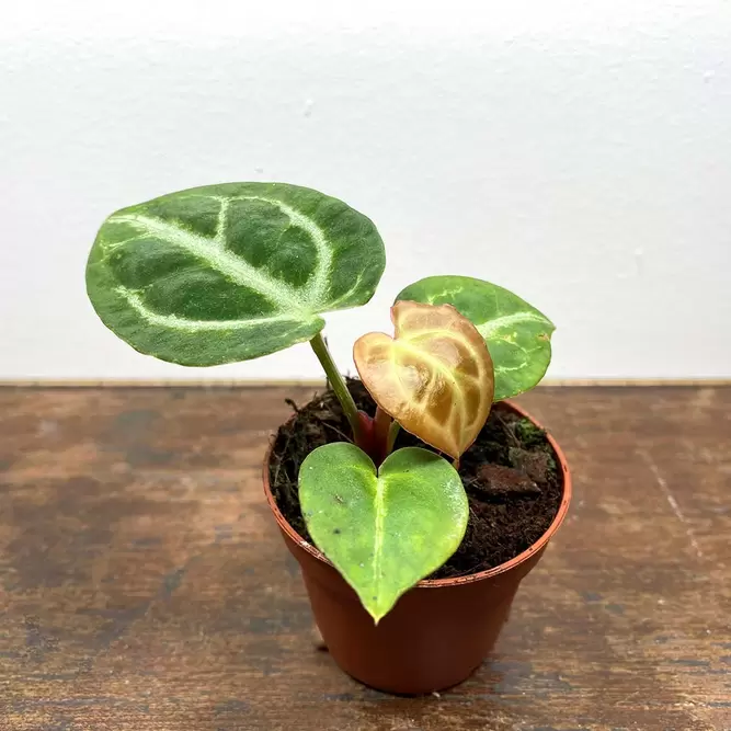 Anthurium crystallinum 'Silver Blush' (Pot Size 6cm) - image 2