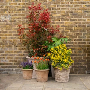 Antico Cortona Aged Terracotta Planter (D50xH39cm) Handmade Outdoor Pot - image 3