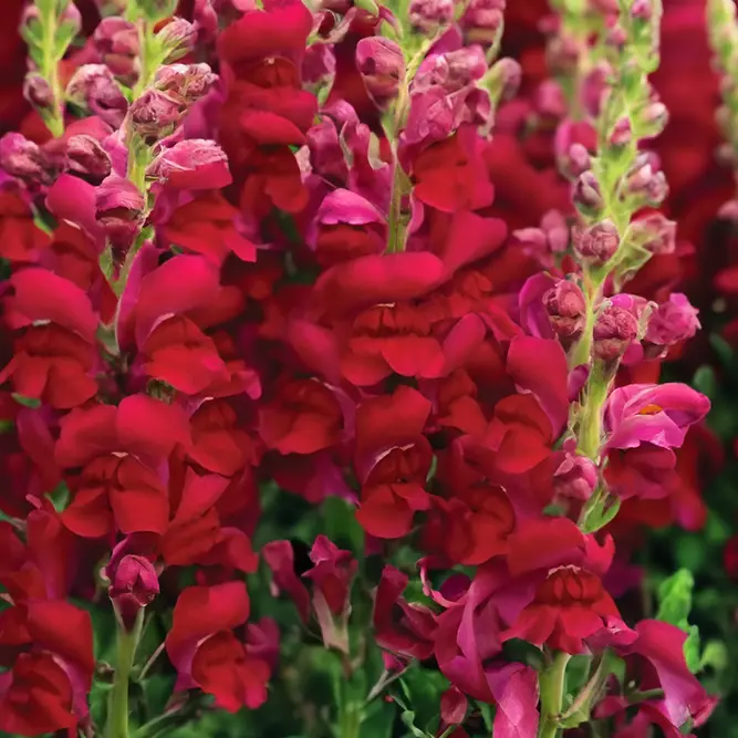 Antirrhinum 'Majus Red' (Pot Size 12cm) Snapdragon - image 5