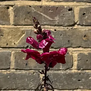 Antirrhinum 'Majus Red' (Pot Size 12cm) Snapdragon - image 4