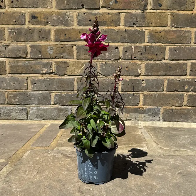 Antirrhinum 'Majus Red' (Pot Size 12cm) Snapdragon - image 3