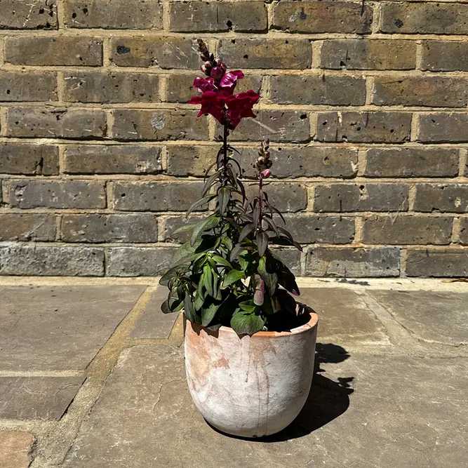 Antirrhinum 'Majus Red' (Pot Size 12cm) Snapdragon - image 6