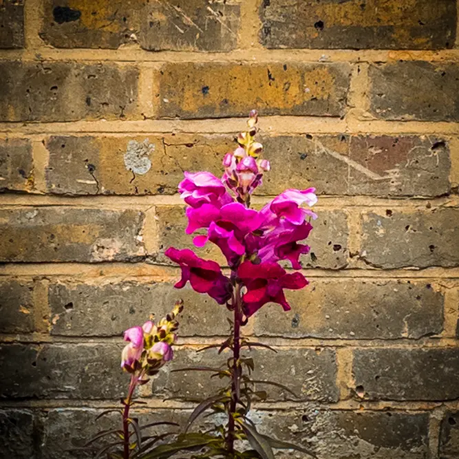 Antirrhinum 'Majus Red' (Pot Size 12cm) Snapdragon - image 1