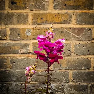 Antirrhinum 'Majus Red' (Pot Size 12cm) Snapdragon - image 1